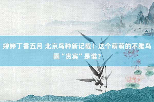 婷婷丁香五月 北京鸟种新记载！这个萌萌的不雅鸟圈“贵宾”是谁？