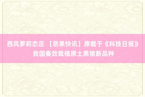 西风萝莉恋足 【恶果快讯】原载于《科技日报》 我国奏效栽植原土黑猪新品种